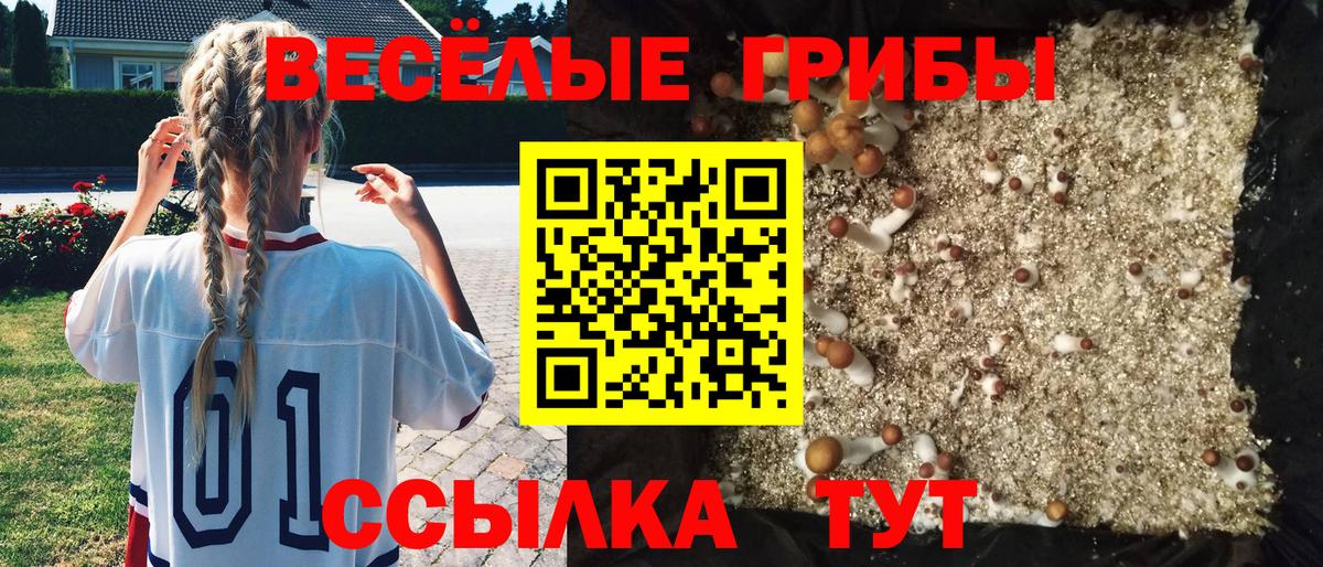 Псилоцибиновые грибы Cubensis Рославль